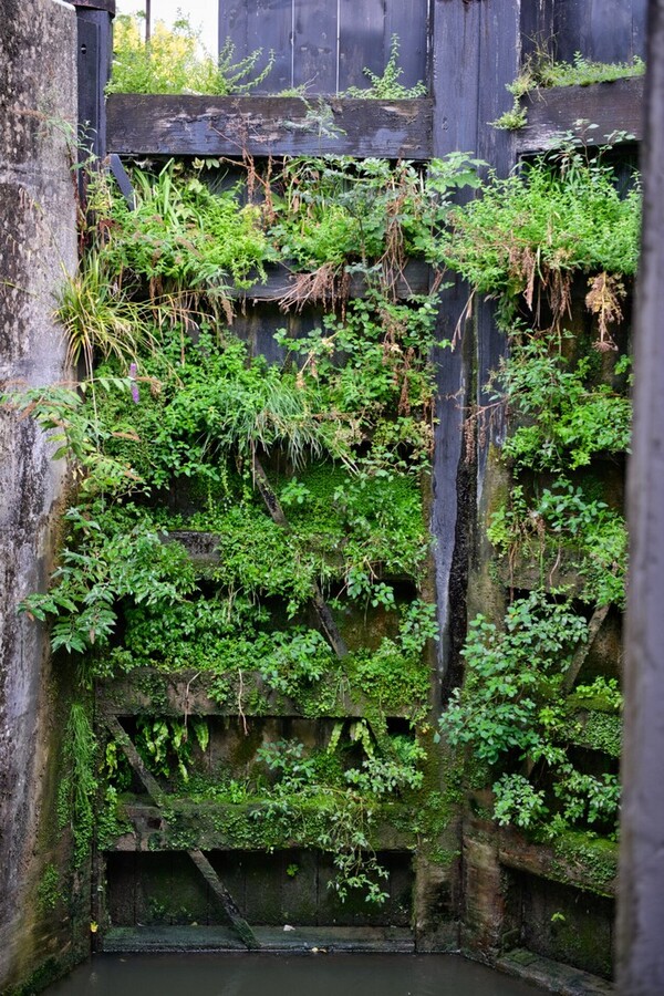 Lock Gate, overgrown